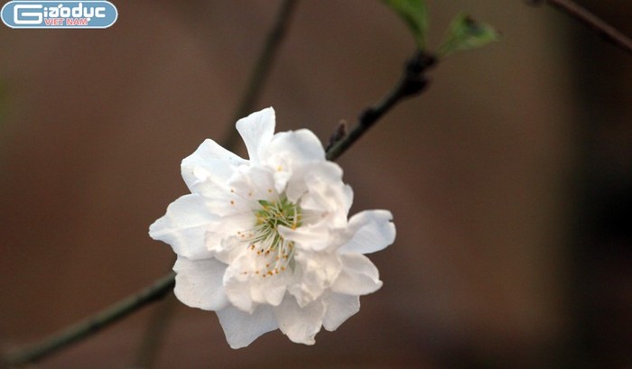 Những bông hoa đào nở bung mang hương Tết sớm ở vườn đào Nhật Tân